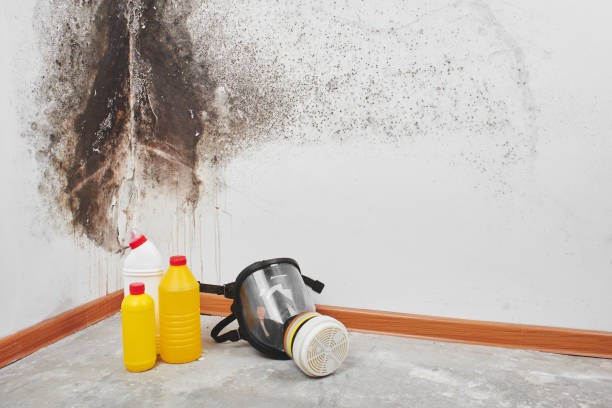 Best Affordable Mold Removal  in Baltimore, OH