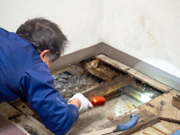 Best Attic Mold Removal  in Baltimore, OH