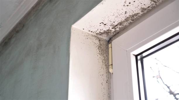 Best Professional Mold Removal  in Baltimore, OH