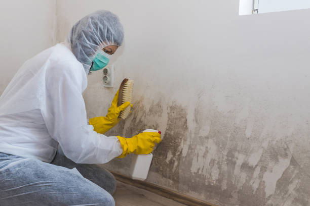 Mold Removal and Inspection in Baltimore, OH