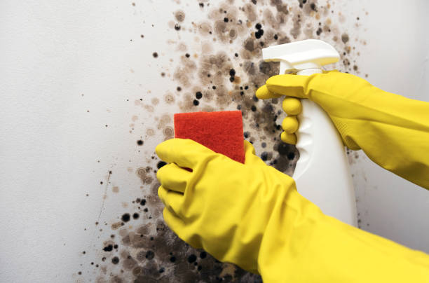 Mold Removal and Inspection in Baltimore, OH