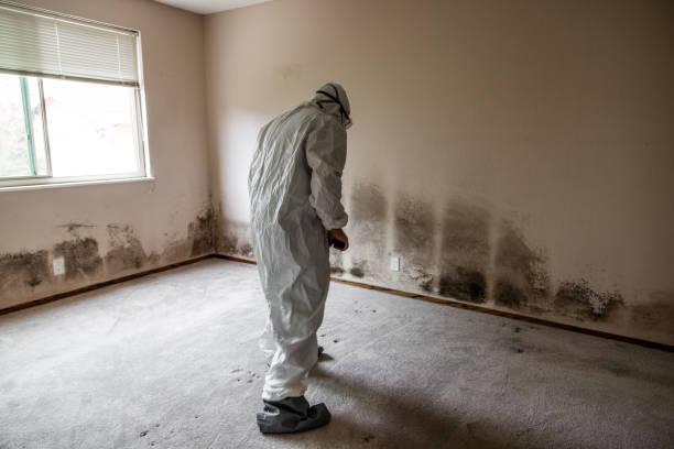 Reliable Baltimore, OH Mold Removal Solutions