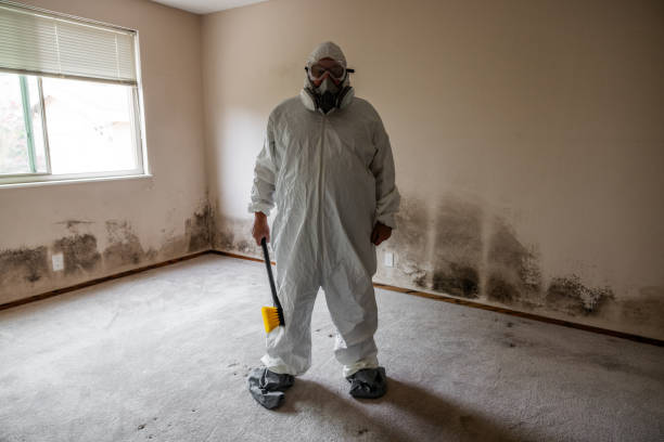 Attic Mold Removal