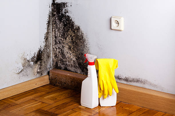 Best Professional Mold Removal  in Baltimore, OH