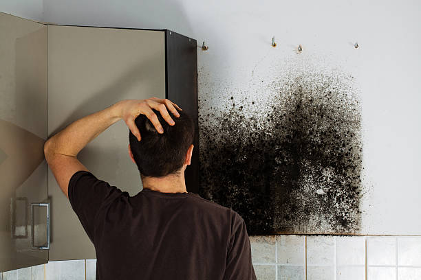 Best Residential Mold Removal  in Baltimore, OH